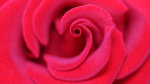 rose-3147320_640.jpg